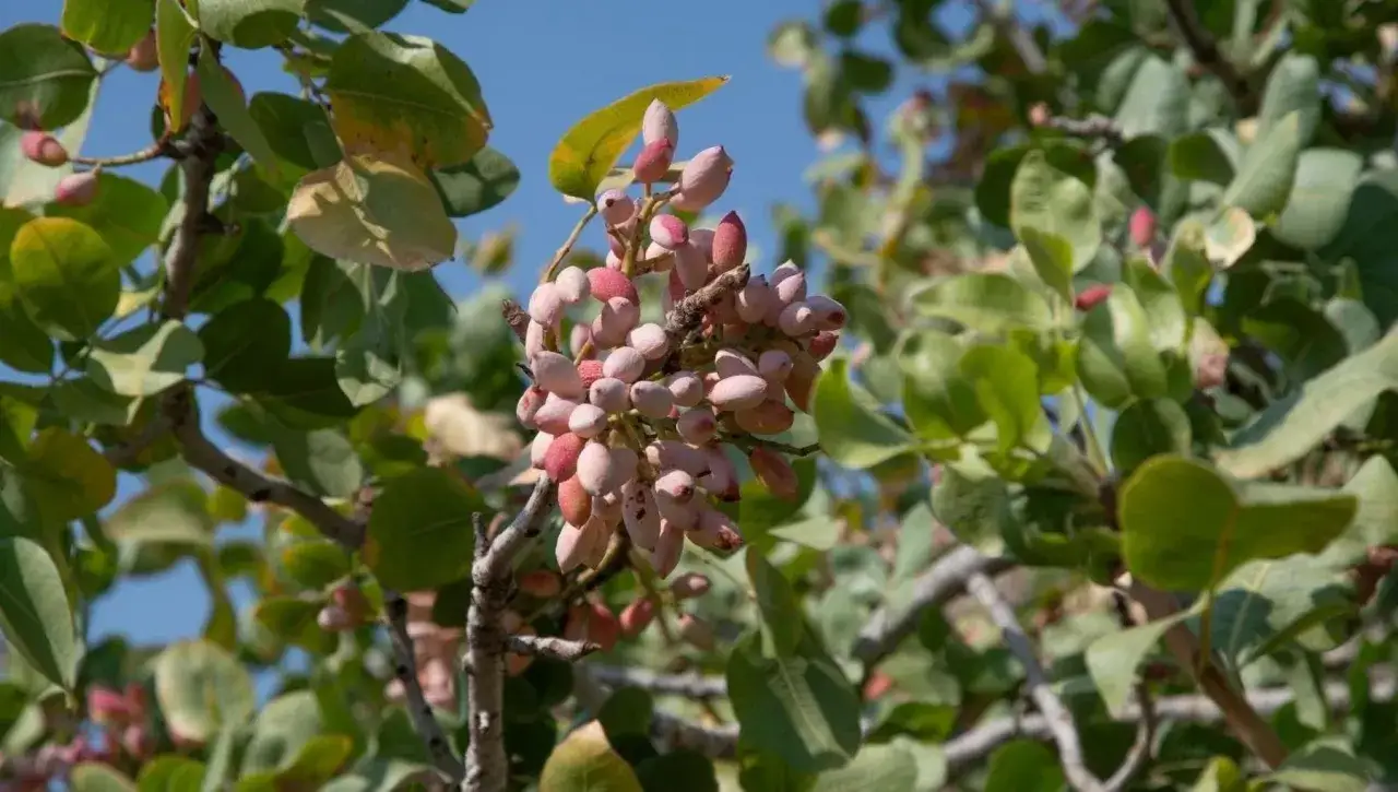 Grappoli di pistacchi acerbi, rosa e verdi, pendono da un ramo frondoso, un assaggio di dove cresce il pistacchio in Italia.