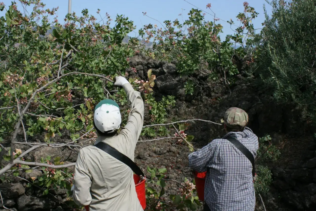 Due persone raccolgono pistacchi da un albero su un terreno roccioso.